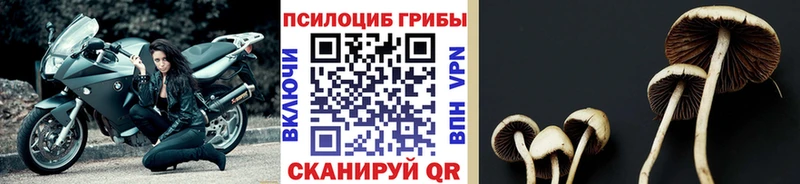 Галлюциногенные грибы прущие грибы  Киренск 